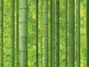 Wallpaper: Natural - Sunshine Bamboo  (88423-1)