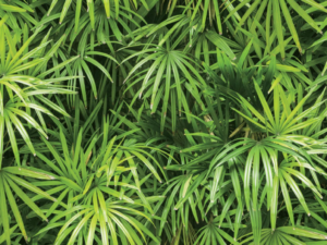 Wallpaper: Natural – Tropical  (88425-1)